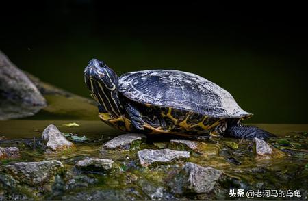1. 巴西龟与草龟：新手养龟指南
