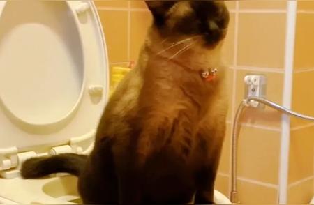 解密暹罗猫：真的是猫界菲佣吗？