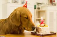 狗狗生日派对：如何挑选适合的蛋糕？