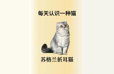 探索苏格兰折耳猫的优雅与温柔