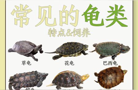 1. 走进神奇的龟类世界：30种常见龟类介绍