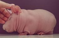 裸体豚鼠：超可爱的宠物，让你爱上它！