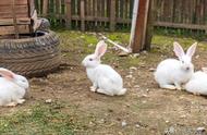 夏季养兔全攻略：让你的小兔子舒适度夏！