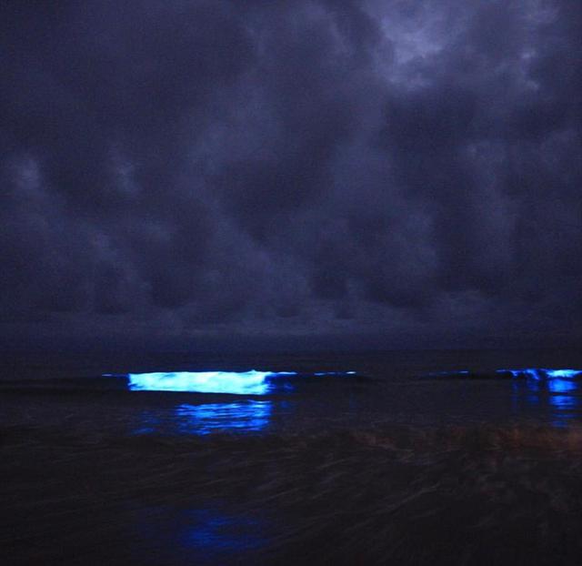 澳海湾现生物发光现象 霓虹蓝照亮夜空