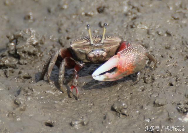 饕餮吃货吃过这种螃蟹吗？青岛产神奇螃蟹浑身红两只脚一大一小大脚用来找老婆小脚吃饭用，做蟹酱美味下菜