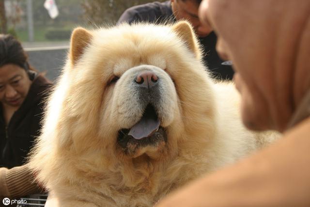 中国的原产犬种—松狮犬