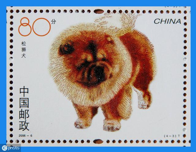 中国的原产犬种—松狮犬