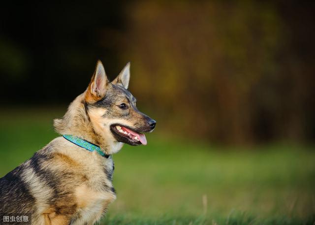 瑞典牧羊犬，明明是纯种犬，看起来却像柯基和狼犬混种