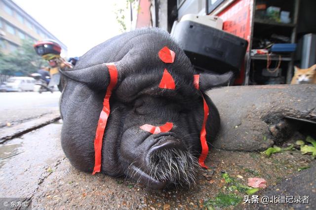 宠物猪长成400斤大肥猪，胖到找不到眼，头上绑红绸成“发财猪”