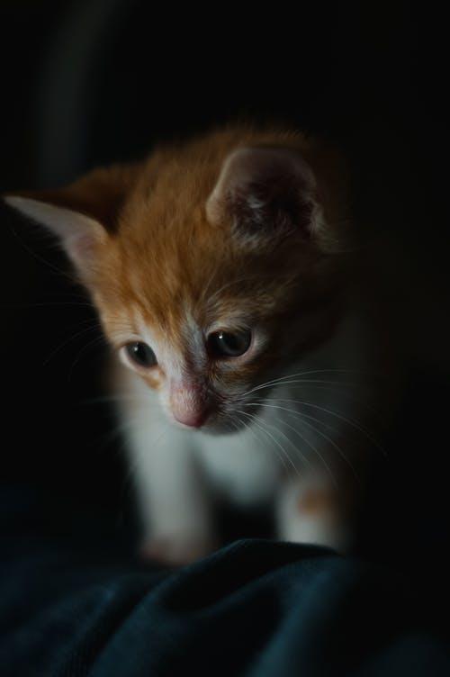 壁纸—可爱迷人小猫咪，萌宠系列1（11张宠物漂亮美图）