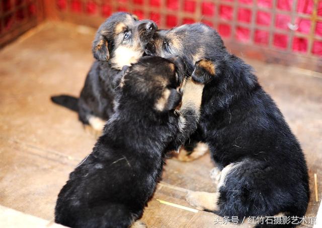 世界十大名犬威武德国牧羊犬幼犬图集呆萌又严肃看了你也想养一只