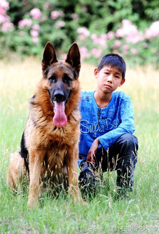 世界十大名犬威武德国牧羊犬幼犬图集呆萌又严肃看了你也想养一只