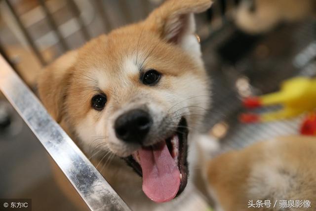 日本“忠犬八公”秋田犬 想不想养只