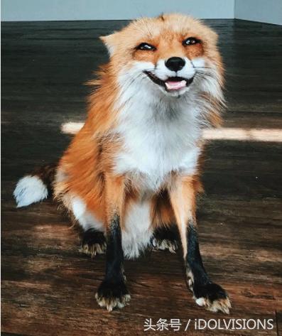 人气宠物“微笑狐狸Juniper”，看着她每天心情都是棉花糖！
