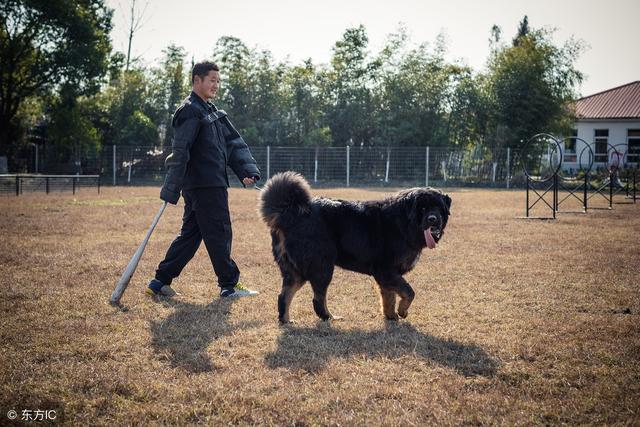 上海训犬师的日常 经营狗狗的“黄埔军校” 并提供宠物墓地
