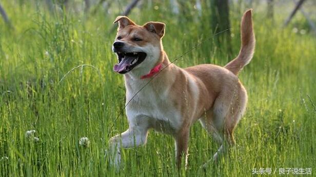 常听说的中华田园犬是土狗吗？它到底是什么品种的狗呢？