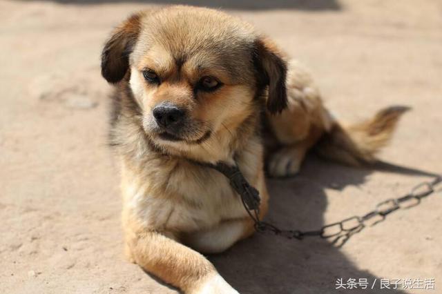 常听说的中华田园犬是土狗吗？它到底是什么品种的狗呢？