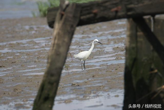 青岛：墨水河口生态美，招潮蟹日本大眼蟹跳跳鱼漫滩涂忙觅食