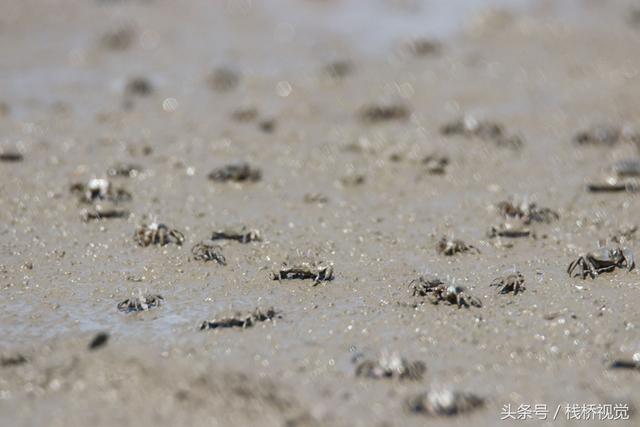 青岛：墨水河口生态美，招潮蟹日本大眼蟹跳跳鱼漫滩涂忙觅食