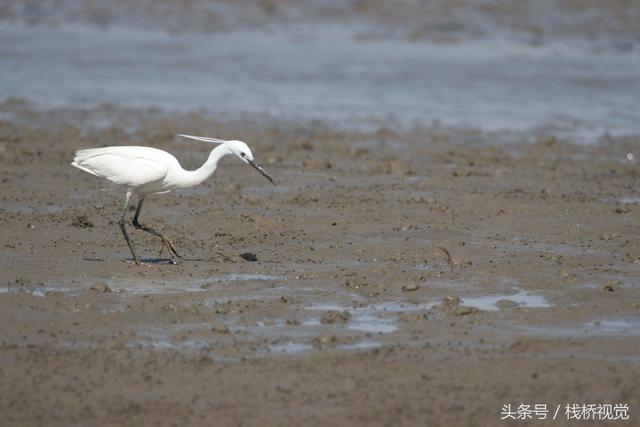 青岛：墨水河口生态美，招潮蟹日本大眼蟹跳跳鱼漫滩涂忙觅食