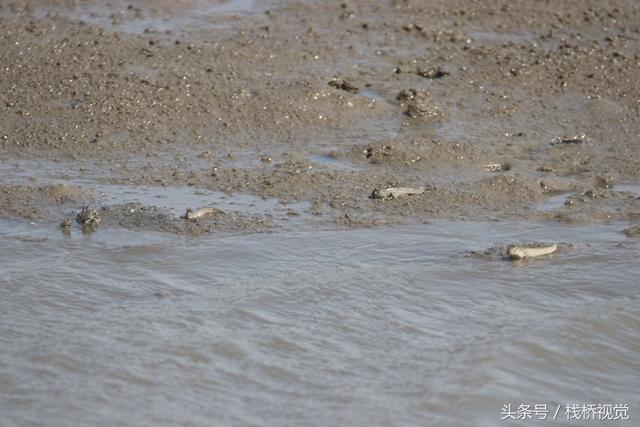 青岛：墨水河口生态美，招潮蟹日本大眼蟹跳跳鱼漫滩涂忙觅食