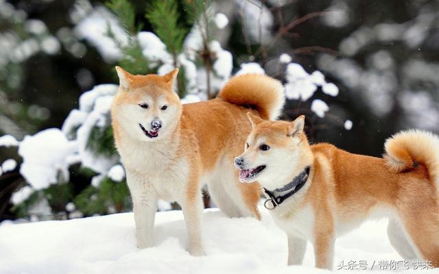 日本秋田犬