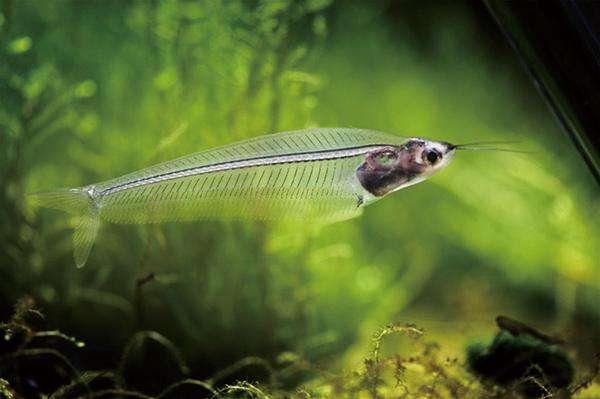 带你了解最奇特的鱼-玻璃猫，这“猫”不是猫，是全身透明的鱼！