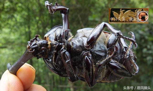乡村趣图：金龟子科昆虫独角仙，身穿黑盔甲！入药可治癌症！