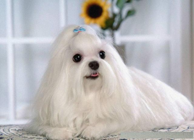 马尔济斯犬：这是你要的可爱高贵的长发狗狗吗？