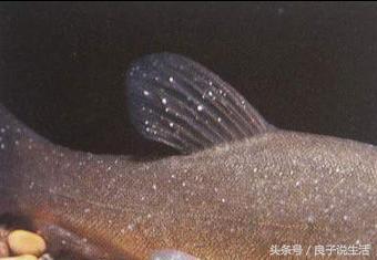 发现罗汉鱼身上长白点，多半是因为感染了小瓜虫病