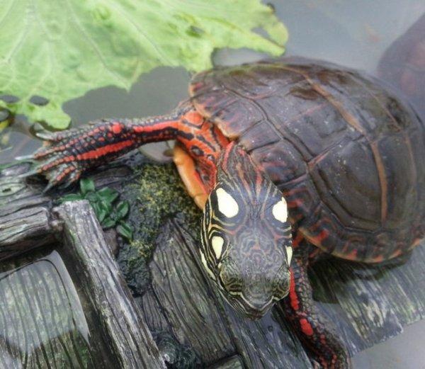 地球上5大最常见的乌龟，中华草龟和东部锦龟上榜，你喜欢哪种？
