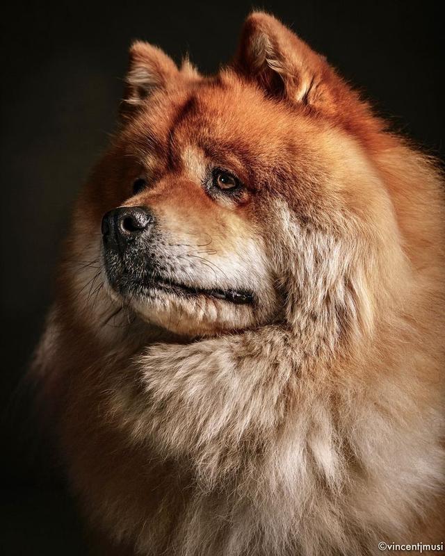 摄影师拍摄了一组的狗狗写真照，每张都很美，看完都想养一只了