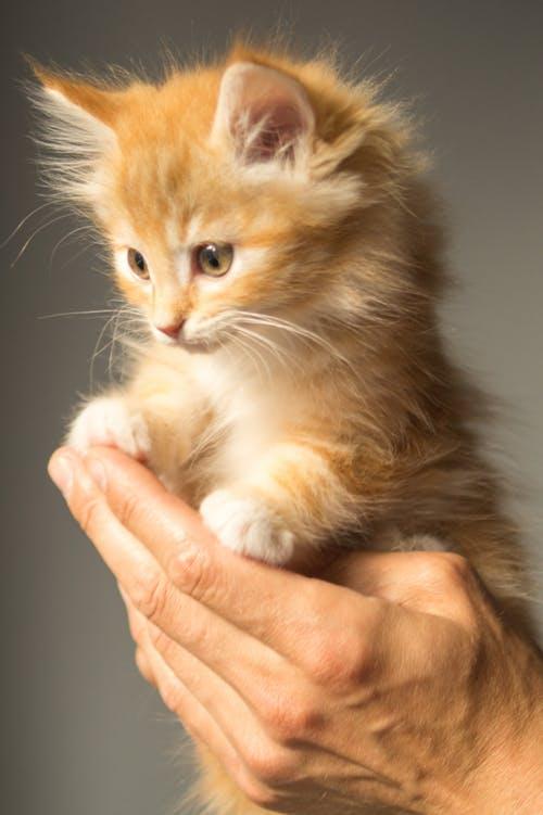 壁纸—可爱迷人小猫咪，萌宠系列1（11张宠物漂亮美图）
