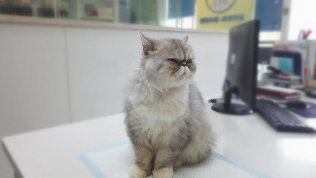 医院来了一只加菲猫，外表凶狠实则却是个小可爱