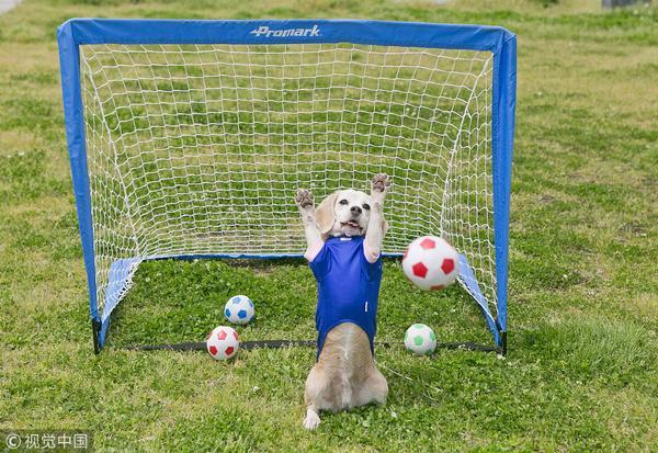创下多项世界纪录！日本13岁比格猎犬展示超高守门员天赋