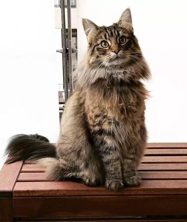 喵星人说，你认识我们家的挪威森林猫吗？