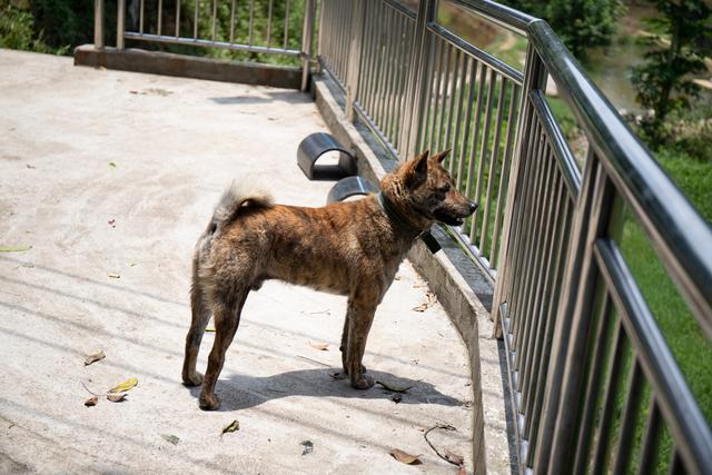图虫人文摄影：这就是农村这就是虎斑猎犬，这就是中华田园犬