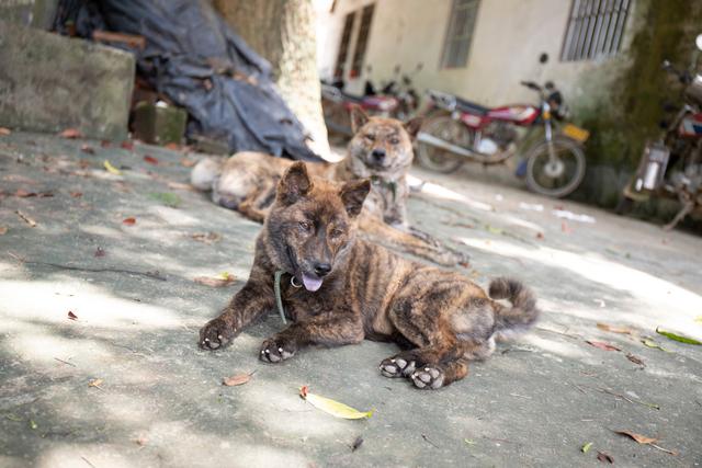 图虫人文摄影：这就是农村这就是虎斑猎犬，这就是中华田园犬