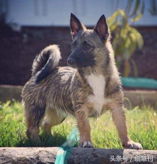 狼犬和柯基混合的瑞典牧羊犬，有种可爱的冲突感啊