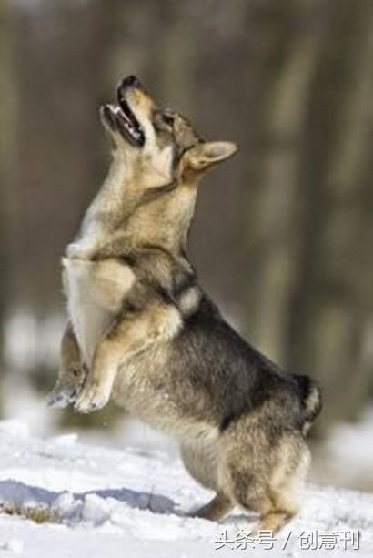 狼犬和柯基混合的瑞典牧羊犬，有种可爱的冲突感啊