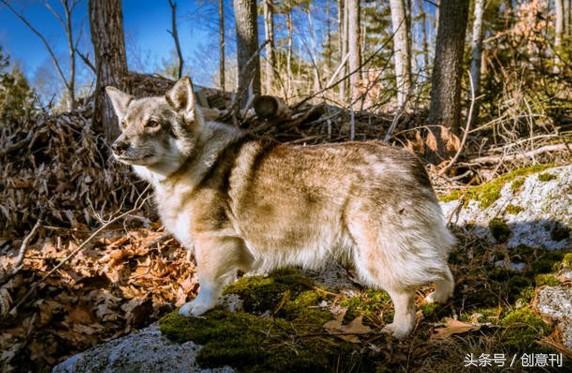 狼犬和柯基混合的瑞典牧羊犬，有种可爱的冲突感啊