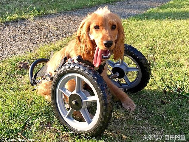 前腿萎缩的可卡犬，坐上特制轮椅去它想去的地方