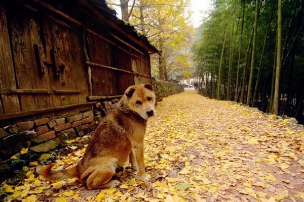 最美中华田园犬摄影——渐行渐远的乡村与土狗