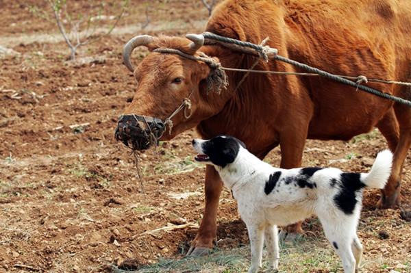 最美中华田园犬摄影——渐行渐远的乡村与土狗