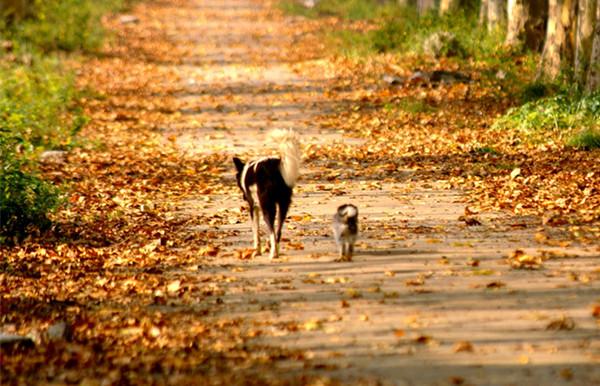 最美中华田园犬摄影——渐行渐远的乡村与土狗