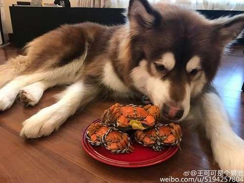 王思聪爱犬吃螃蟹晒图，网友：这年头活的人不如狗