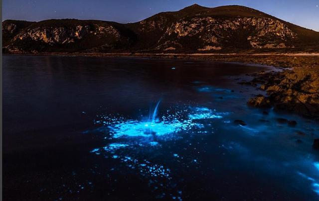 澳海湾现生物发光现象 霓虹蓝照亮夜空