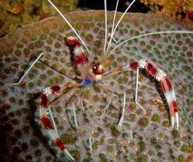 生命力最强的和最好斗的观赏虾—“美人虾”