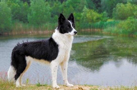 世界犬种智商排行第一的名犬-边境牧羊犬