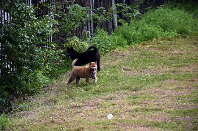 中华田园犬摄影｜一对田园好基友，形影不离，举止神同步